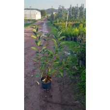 Lucidum Kartopu (Viburnum)
